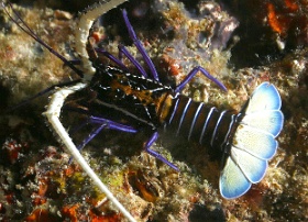 Komodo 2016 - Painted spiny lobster - Langouste peinte - Panulirus versicolor - IMG_6808_rc